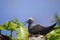 Lesser Noddy Anous tenuirostris