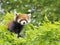 Lesser panda