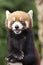 Lesser Panda