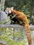 Lesser panda 7