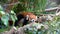 Lesser panda