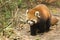 Lesser Panda Panting while Walking