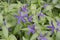 Lesser periwinkle `Dartington Starâ€™, flowering ground cover