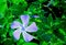 Lesser periwinkle, dwarf periwinkle, Vinca minor