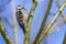 Lesser pied woodpecker Dryobates minor