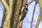 Lesser pied woodpecker Dryobates minor