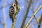 Lesser pied woodpecker Dryobates minor