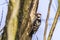 Lesser pied woodpecker Dryobates minor