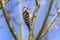 Lesser pied woodpecker Dryobates minor