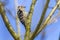 Lesser pied woodpecker Dryobates minor