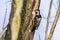 Lesser pied woodpecker Dryobates minor