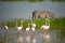 Lesser Pink Flamingos and Zebra are Grazing in the Lake in Ngorongoro Conservation Area in Tanzania, Africa