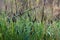 Lesser pond-sedge Carex acutiformis flowers closeup selective focus