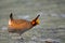 Lesser Prairie Chicken