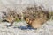 Lesser prairie chicken in ice covered prairie grass