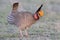 Lesser Prairie Chicken in mating dance