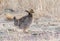 Lesser Prairie-Chicken on the New Mexico Prairie
