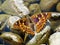 Lesser purple emperor butterfly