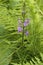 Lesser Purple-fringed Orchid  703570