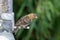 Lesser Redpoll on garden feeder