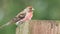 lesser redpoll sitting on a fence