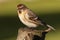 Lesser redpoll UK migrant bird perched