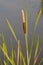 Lesser reed mace