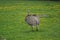 Lesser Rhea - Rhea pennata