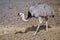 Lesser rhea walking