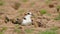 Lesser sand plover bird, natural nature, wallpaper