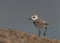 Lesser sand plover at Busaiteen coast of Bahrain