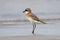 Lesser Sand Plover Charadrius mongolus Beautiful Birds of Thailand