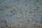 Lesser Sand-Plover Charadrius mongolus birds walking and feeding at low tide muddy swamp mangrove forest, Parit Jawa, Malaysia