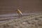 Lesser Sand Plover, Charadrius mongolus, Pangong, Jammu and Kashmir, India