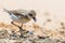 Lesser Sand Plover looking food
