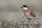 Lesser sand plover which stands near the nest on the bank of the