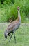 Lesser Sandhill Crane 1