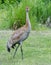 Lesser Sandhill Crane 2