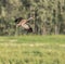 Lesser Sandhill Crane Flying in Alaska