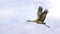 Lesser Sandhill Crane Flying in Alaska