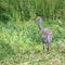 Lesser Sandhill Crane Standing in a Field in Alaska