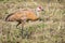 Lesser Sandhill Crane Walking in a Field in Alaska