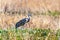 Lesser Sandhill Crane wintering on the wetlands of Merced National Refuge, Central California