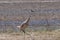 Lesser sandhill cranes