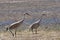 Lesser sandhill cranes