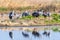 Lesser Sandhill Cranes wintering on the wetlands of Merced National Refuge, Central California