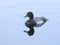 Lesser Scaup