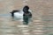 Lesser Scaup - Aythya affinis