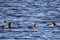 Lesser Scaup Aythya affinis ducks on Blue water
