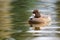 Lesser scaup Aythya affinis female, swimming with its reflection on a Canadian lake